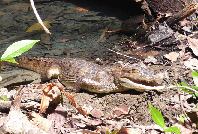Wildlife hike in Corcovado National Park