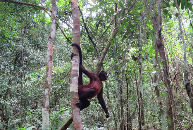 Tapir sighting at Sirena Station Corcovado